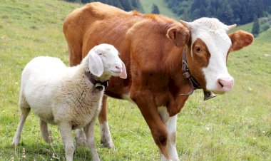 8 Perbedaan Qurban dan Aqiqah yang Perlu Diketahui