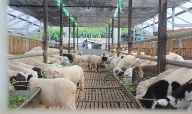 Persiapan PPPA Daarul Qur'an Malang Jelang Idul Adha 1443 Hijriah