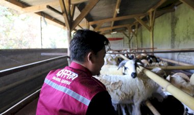 PPPA Daarul Qur'an Cirebon Siap Distribusikan 31 Hewan Qurban untuk Santri