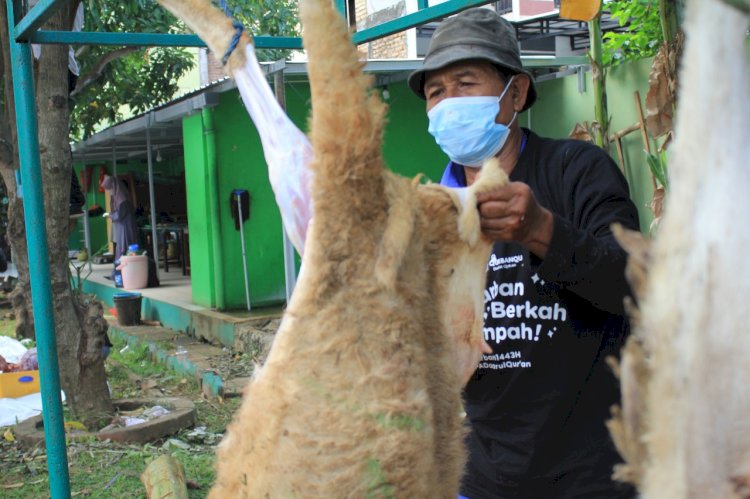 Rayakan Idul Adha, PPPA Daarul Qur'an Semarang Gelar Penyembelihan Hewan Qurban