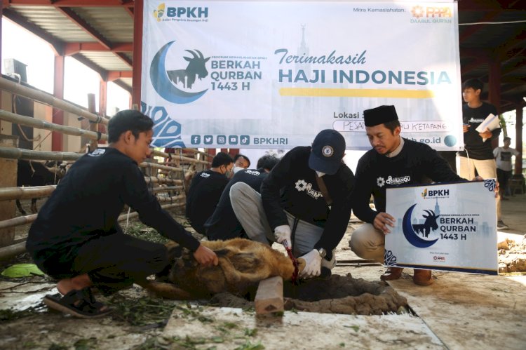 BPKH Bersama Laznas PPPA Daarul Qur'an Salurkan 284 Hewan Qurban pada Idul Adha 1443 Hijriyah