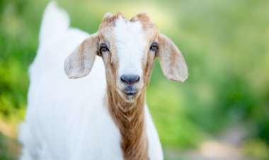 Pengertian Aqiqah dan Qurban