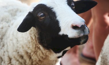 Apa Saja Manfaat Berqurban?