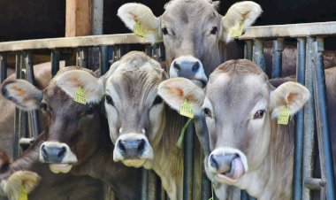 Syarat Hewan Kurban Sesuai Sunnah