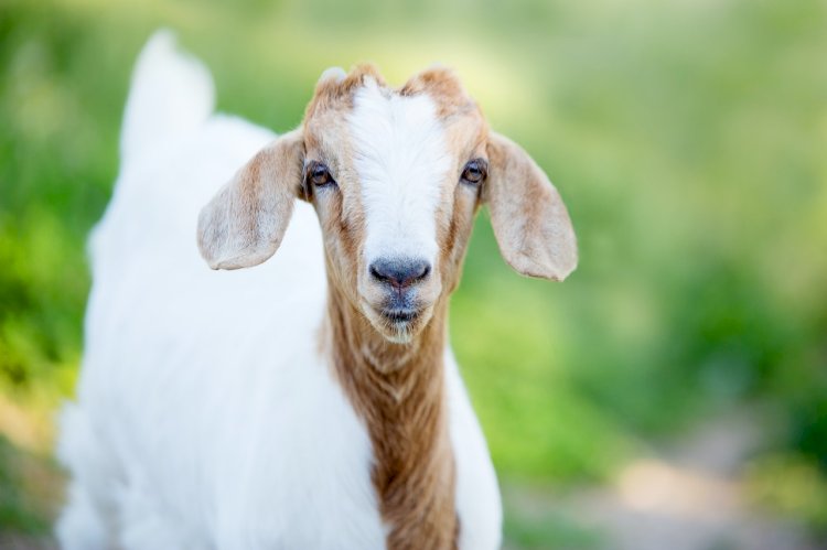 Pengertian Aqiqah dan Qurban