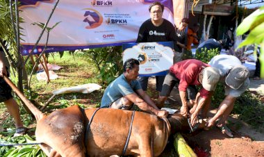 Sedekah Qurban 1444 H, BPKH RI dan Laznas PPPA Daarul Qur'an Salurkan 220 Hewan Qurban 