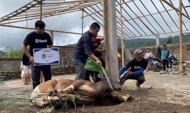 2 Sapi Amanah BPKH untuk Santri dan Masyarakat di Kaki Gunung Bawakaraeng