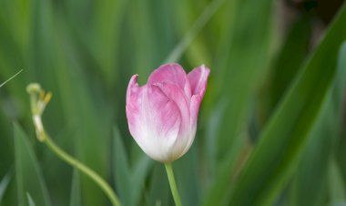 Kisah Aisyah RA: Kemuliaan Hati istri