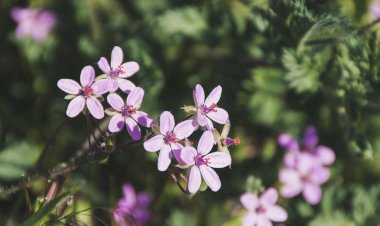 Kisah Asma' binti Abu Bakar: Kedermawanan Hati Membawanya ke Surga