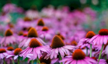 Kisah Zainab binti Jahsy: Istri Rasul yang Panjang Tangan