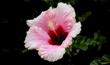 Kisah Sayyidah Fatimah Az-Zahra: Ketulusan Membawa Kebekahan