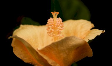 Kisah Barirah: Membesarkan Hati Seorang Budak