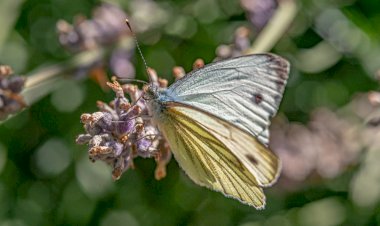 Kisah Wanita Muda: Petunjuk dari Bersedekah