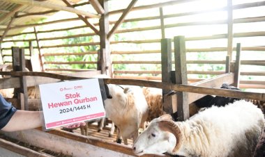 Keutamaan Ibadah Kurban