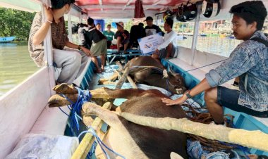 BPKH RI bersama PPPA Daarul Qur'an Salurkan 777 Sapi dan 777 Kambing ke Berbagai Wilayah