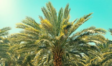 Kisah Abu Thalhah dan Kebun Kurma Kesayangannya