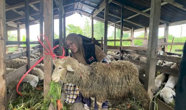 Cek Stok Hewan Qurban di Kandang Berastagi: PPPA Daarul Quran Medan Pastikan Kesehatan dan Syariat