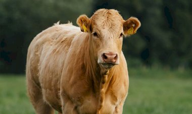 Mengenal Makna dan Keutamaan Qurban