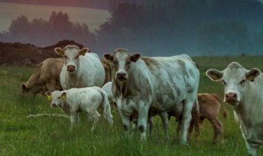 Qurban, Simbol Kepatuhan dan Bukti Keimanan Seorang Muslim