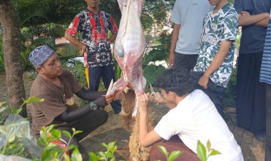 Qurban Donatur Disembelih di Pesantren, Santri Terlibat Hingga Distribusi