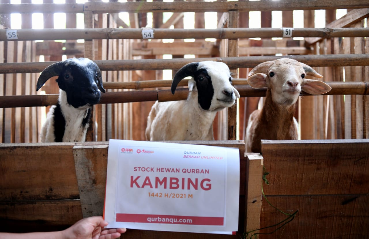 Hukum Menjual Daging Qurban