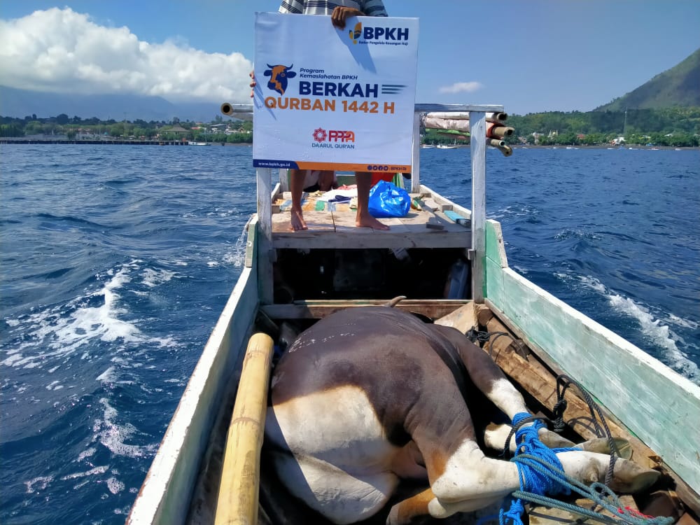 Berkah Qurban 1000 Sapi, BPKH Sasar Pelosok Negeri 