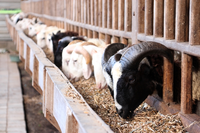 Keistimewaan Berqurban Bersama PPPA Daarul Qurâ€™an