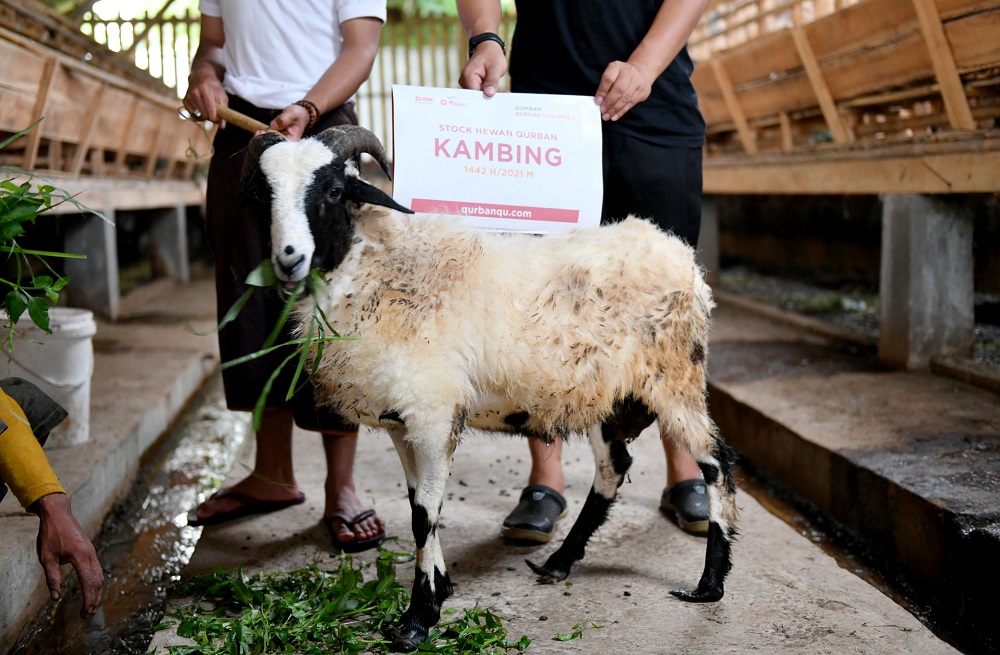 Kapan Waktu Terbaik Menyembelih Hewan Qurban?