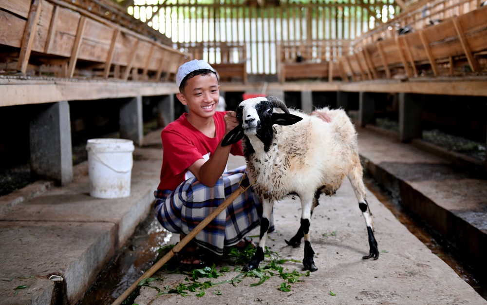 Bagaimana Hukum Qurban?