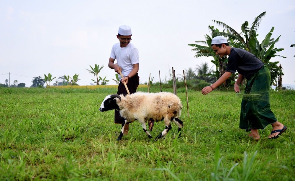 Hukum Memberi Upah Tukang Jagal Qurban