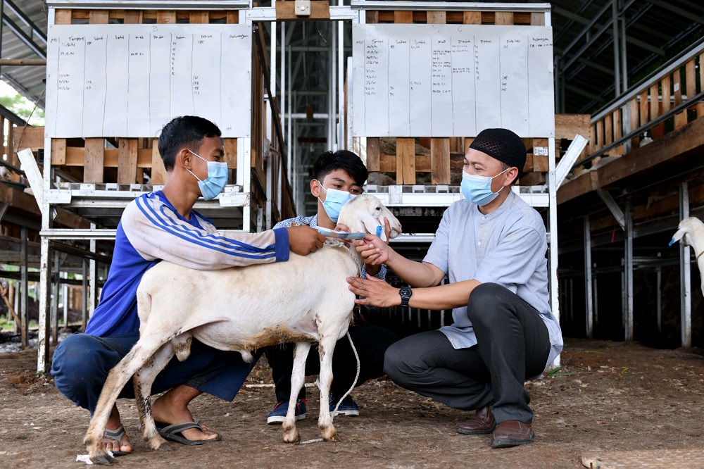 Milad ke-18, Daarul Qur'an Semarakkan dengan Patungan Qurban