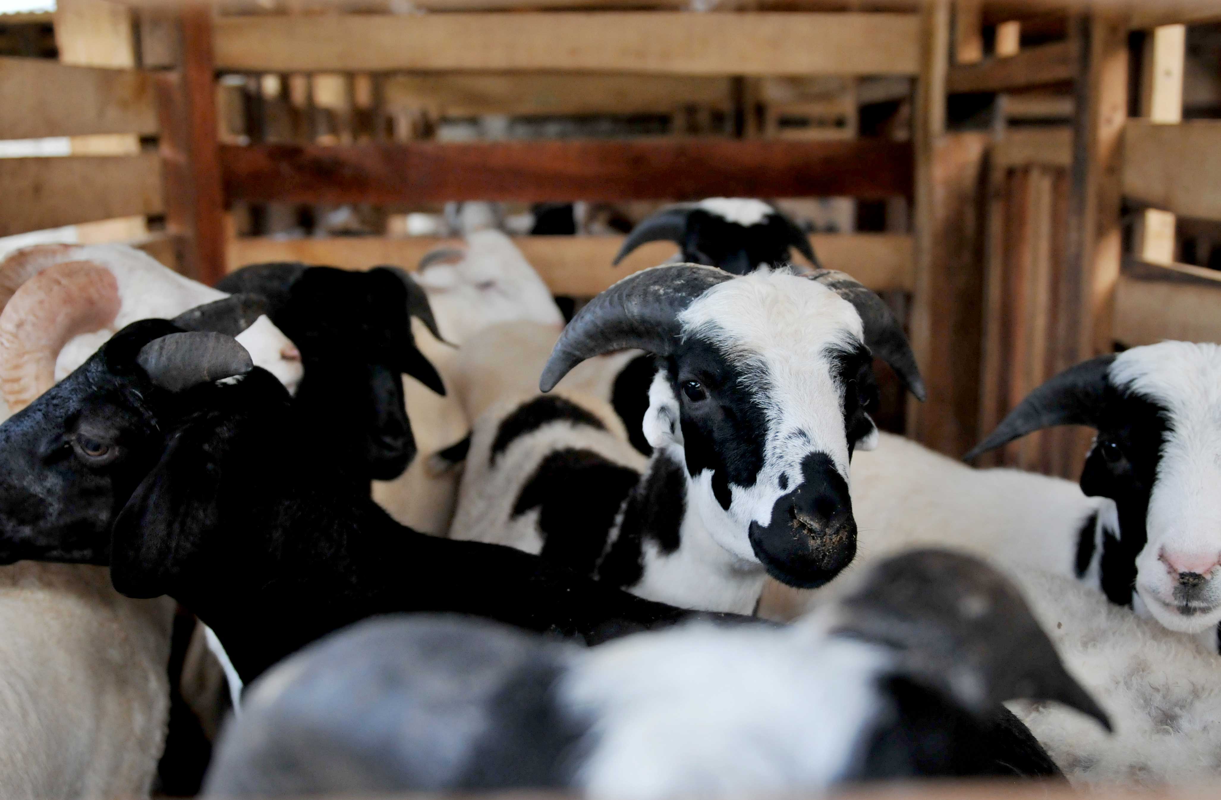 Hikmah Dibalik Ibadah Qurban