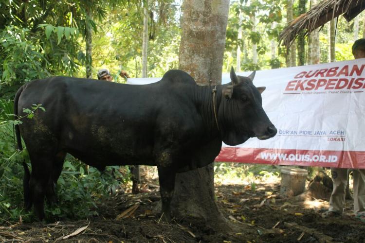 Ketika Qurban Hadir di Bumi Rencong