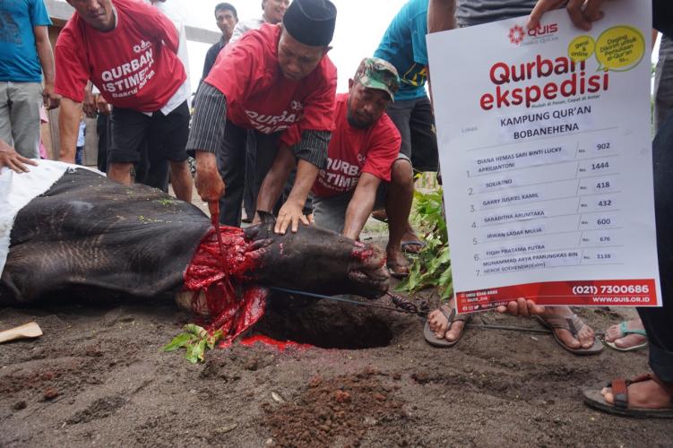 Ketika Warga Bobanehena Sambut Sapi Qurban Ekspedisi